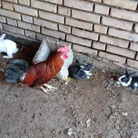خروس محلی به شرط
