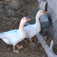 دوعددغازنروماده سالم وسرحال ودرشت فروشی