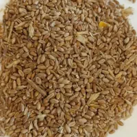فروش ویژه خوراک دام و طیور