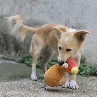 واگذاری رایگان سگ ۱ ساله