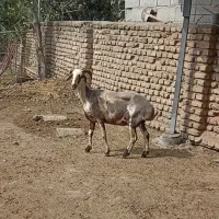 گوسفند شاخ دار. جوان ،قوچ خورده