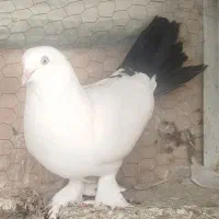 کبوتر سفید