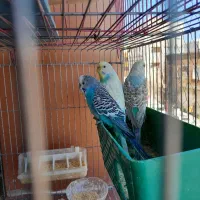 مرغ عشق|پرنده|سیرجان, |دیوار