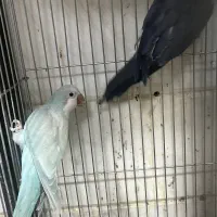 راهب مولد و جوجه راهب کاسکو لوری اکلکتوس ارا|پرنده|پاکدشت, پاکدشت (مامازند)|دیوار