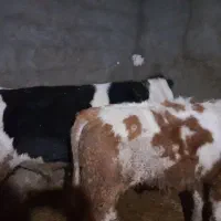 گوساله سیمینتال نر|حیوانات مزرعه|کرمانشاه, |دیوار