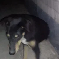 گمشده حتما بخون|حیوانات|اهواز, گلستان|دیوار