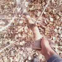 فروش چوب پسته 6500|عمده‌فروشی|گرمسار, |دیوار