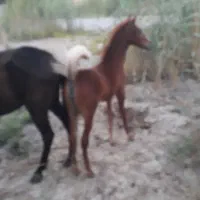 اسب اصیل عرب|اسب و تجهیزات اسب‌سواری|امیدیه, |دیوار