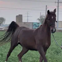 قدرتی که روی چهار پا می‌تازد/اسب مادیان شجره دار