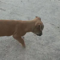 توله سگ پیتبول