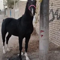 اسب نریان مشکی ۴نشون|اسب و تجهیزات اسبسواری|خمینیشهر, |دیوار