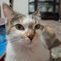 واگذاری رایگان توله گربه های ۷ماهه