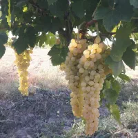 نهال انگور با احداث باغ انگور  رقم تجاری .|خدمات باغبانی و درختکاری|سلماس, |دیوار