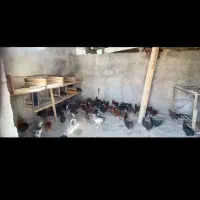 دامداری اجاره ای