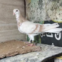 دم سفیدای درجه یک.سار.چپ لیمویی ماده