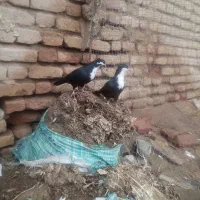 کبوتر ریش سیاه