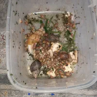 حلزون مولد و بچه حلزون