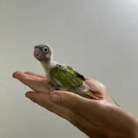 گرینچیک سرلاکی نژاد سینامون|پرنده|کلاردشت, |دیوار