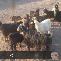 بز و بزغاله|حیوانات مزرعه|قنوات, |دیوار