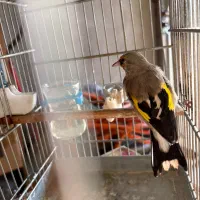 قناری و سهره|پرنده|شیراز, حومه شیراز|دیوار