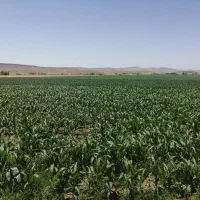 زمین مسکونی با انشعابات کامل. باغ.باغچه. باغشهری|فروش زمین و ملک کلنگی|شیراز, داریون|دیوار