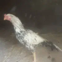 خروس فروشی میانوالی|حیوانات مزرعه|سراوان, |دیوار