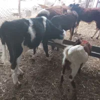 گوساله نر ویک ماده