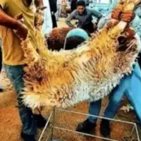 برره‌ی خوش‌مزه و لذیذ دامداری حمید