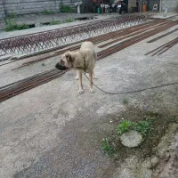 سگ سراب