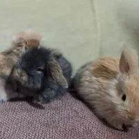 بچه خرگوش های لوپ|موش و خرگوش|قم, جهان بینی|دیوار