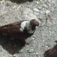 کبوتر ککیلی|پرنده|اردبیل, |دیوار