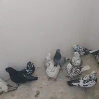 کفتر پرشی|پرنده|گلستان (تهران), |دیوار