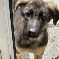 توله سگ ژرمن ۳ ماهه ماده