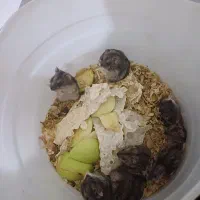 همستر