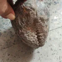 فسیل صدف دوکفه ای
