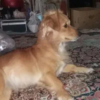 واگذاری سگ|سگ|اهواز, باغ شیخ|دیوار