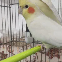 جفت عروس هلندی لوتینو|پرنده|کاشان, فاز ۲ ناجی آباد|دیوار