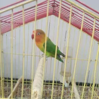 طوطی برزیلی|پرنده|گرمدره, |دیوار