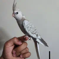 جوجه عروس هلندی ، عروس هلندی جوجه