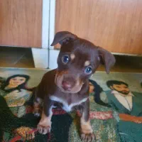 واگذاری دوبرمن مینیاتور پینچر اصیل(دوبرمن پاکوتاه)|سگ|گنبد کاووس, |دیوار