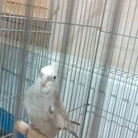 عروس هلندی آلبینو|پرنده|شیراز, شهرک بهشتی|دیوار