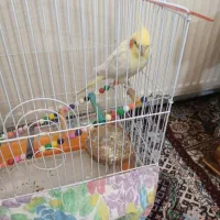 عروس هلندی دستی وباهوش وسخنگو