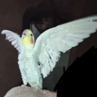 عروس هلندی نر معاوضه ای|پرنده|زابل, |دیوار