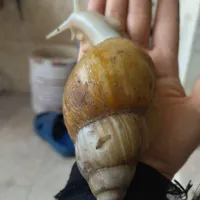 حلزون