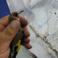 سهره کرمانی