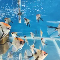 ماهی آکواریومی