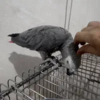 کاسکو نابغه تک در ایران