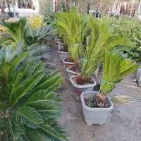 درخت پالم نهال نخل سیکاس زیبا و پربرگ