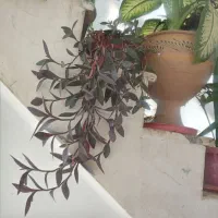 گل های اپارتمانی|گل و گیاه طبیعی|نورآباد, |دیوار