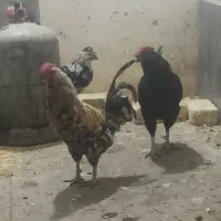 خروس گلین|حیوانات مزرعه|اصفهان, شهرک زاینده رود|دیوار